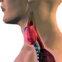 La tua tiroide funziona poco?